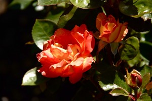rose